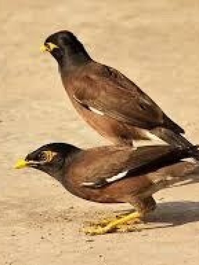 জোড়া শালিক ঘরে এলে এসব ঘটে, কিসের ইঙ্গিত, জানুন