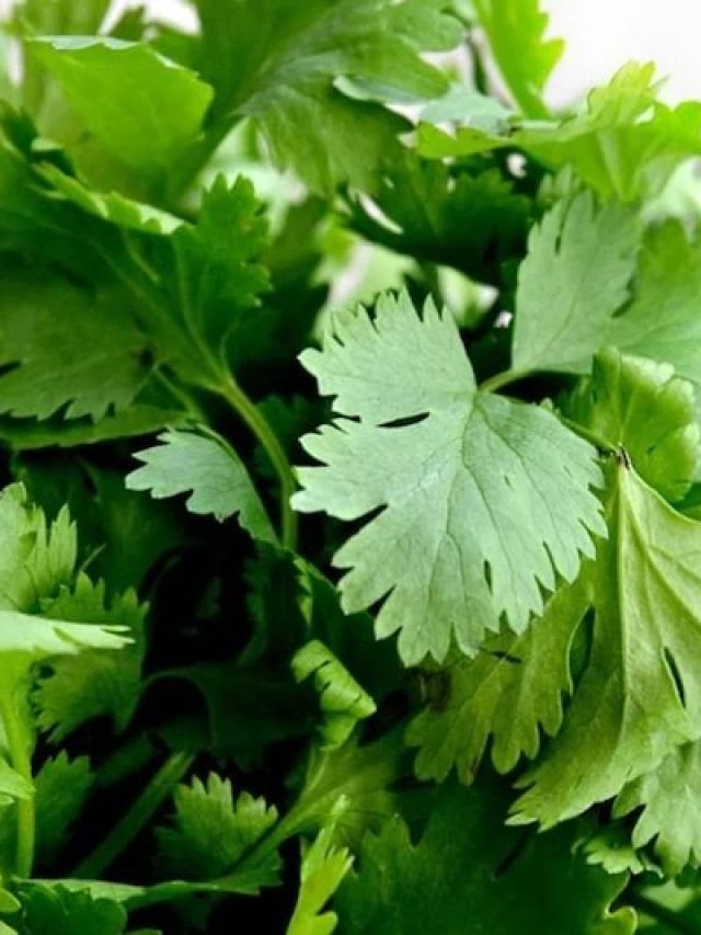 বয়স বাড়লেও মাথায় চুল উঠবে না, শুধু লাগান ধনেপাতা,  ট্রিকস রইল