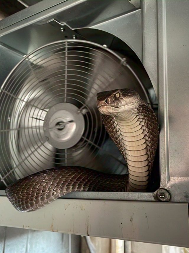 গরমে এসির ভেতরেও ঢুকে পড়ে সাপ! কী করবেন?