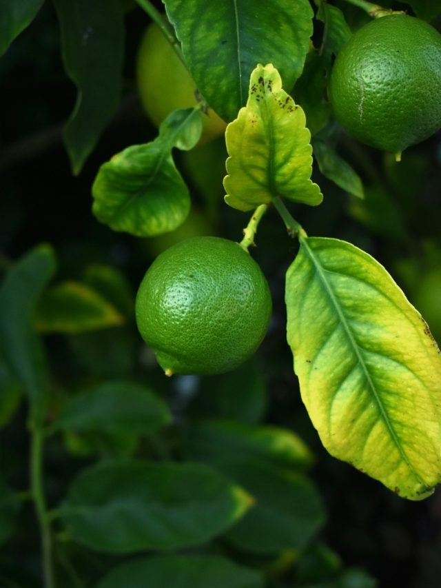 বাড়িতে লেবু গাছ কোন দিকে লাগিয়ে রেখেছেন? জেনে তবেই রাখুন