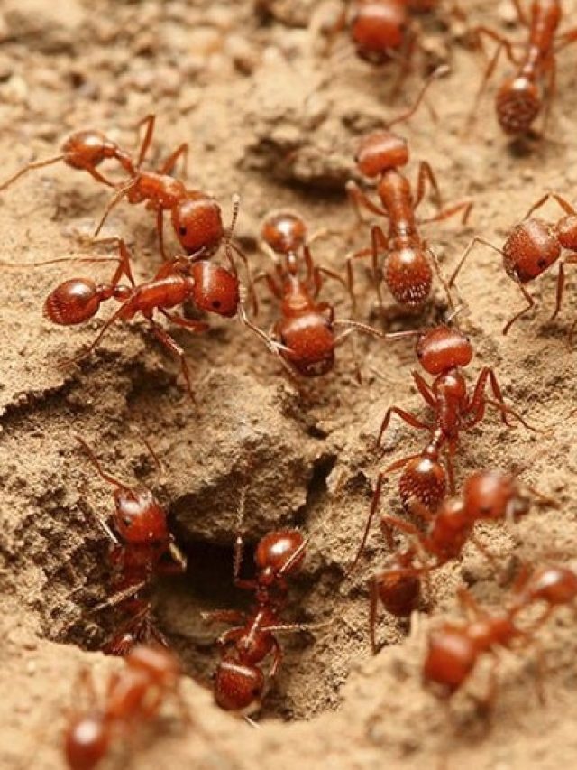 দেওয়াল বেয়ে লাল পিঁপড়ের সারি, কীসের ইঙ্গিত জানেন?