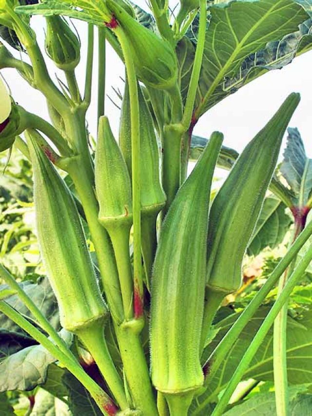 खेती से कमाना है मुनाफा तो अभी उगा लें भिंडी, जानें सही तरीका