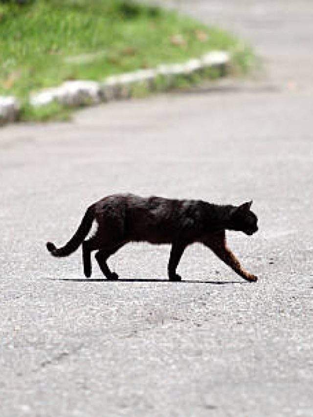 বিড়াল রাস্তা কাটলে কী হয়? কারণ জানলে চমকে উঠবেন