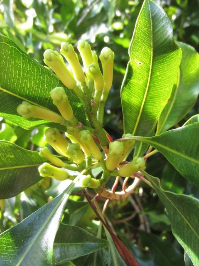 घर के गमले में भी लगा सकते हैं लौंग, जान लीजिए आसान तरीका