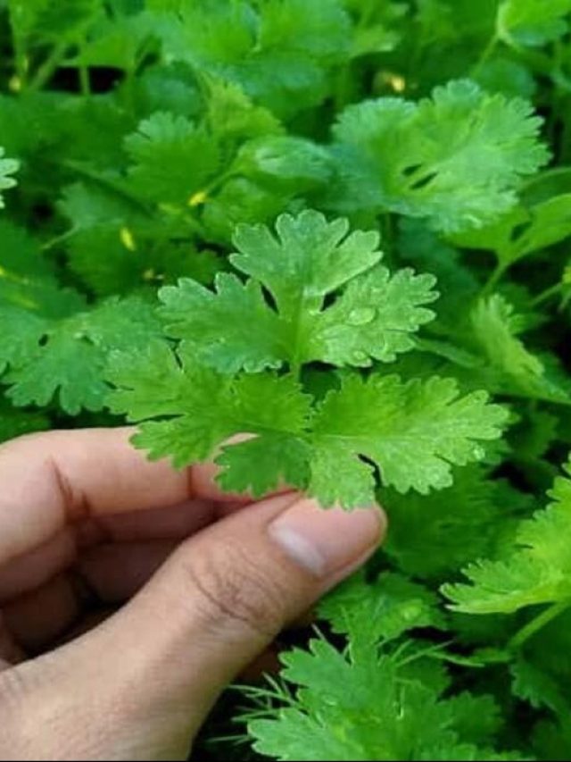 गमले में लगे धनिया की चाहते हैं अच्छी ग्रोथ तो अपनाएं ये ट्रिक