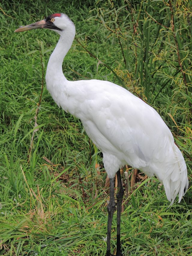 বকের এই ১ গুণ রপ্ত করুন, সাফল্য যে কারও বুক জ্বলবে; বলেছেন চাণক্য