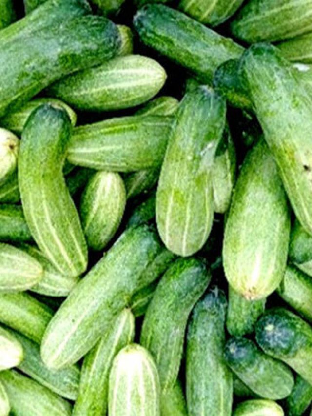 রোজ শসা খেলে কী হয়? না জেনে খেলেই সর্বনাশ