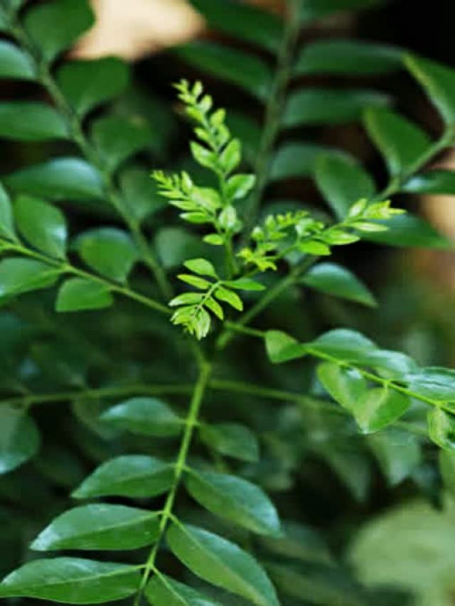 करी पत्ते के पौधे में होंगे पत्ते-ही-पत्ते, जानें कटिंग से उगाने का सही तरीका