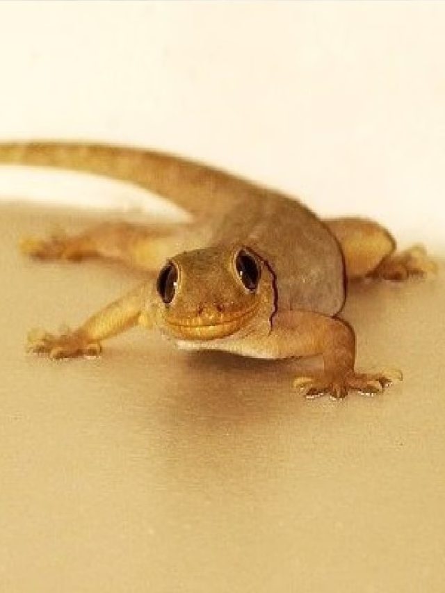 টিকটিকি গায়ে পড়া কখন শুভ আর কখন অশুভ? কী বলছে শাস্ত্র