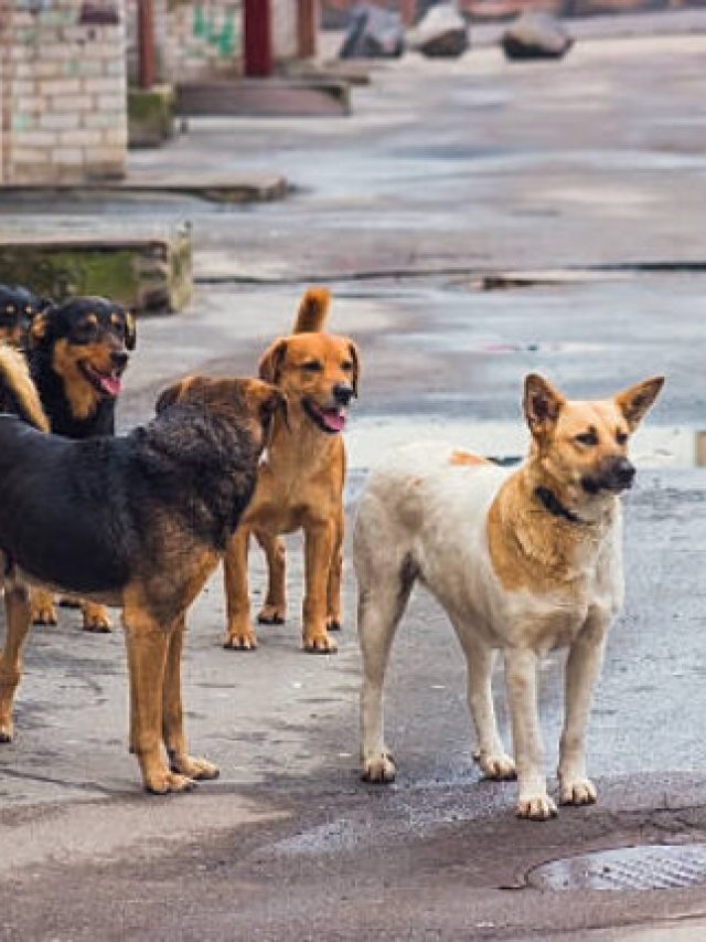 কুকুরকে রোজ খাবার খাওয়ালে কী হয়? জানুন