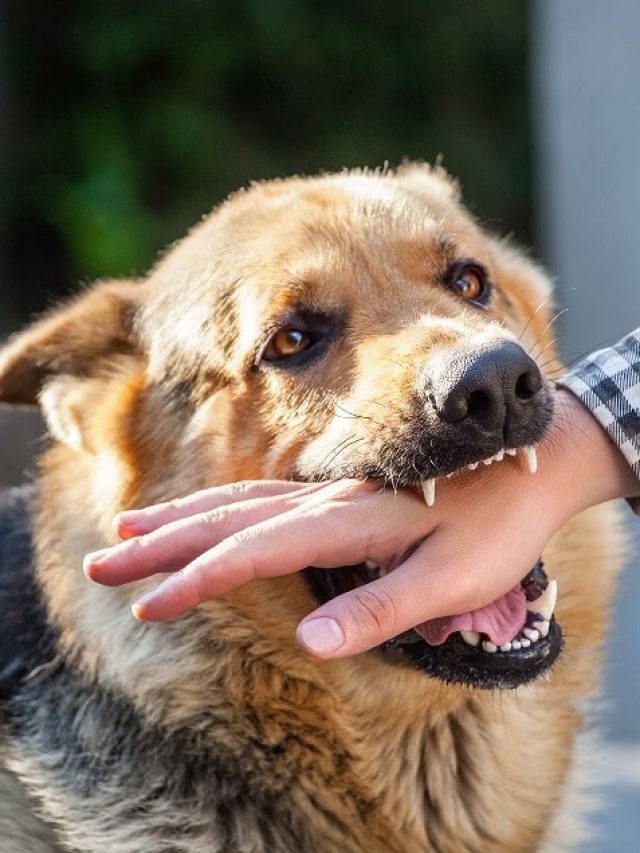 কুকুর কামড়ানোর আগে দেয় এই ৩ ইঙ্গিত, বুঝলে সাবধান হোন