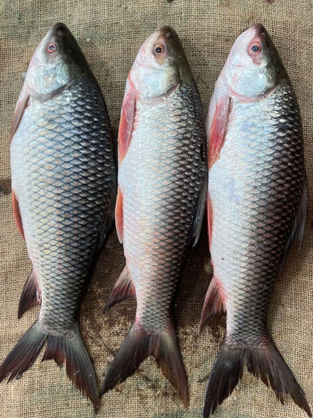 টাটকা মাছ চিনুন এইভাবে, মাছওয়ালার ৫ টিপসে ঠকবেন না