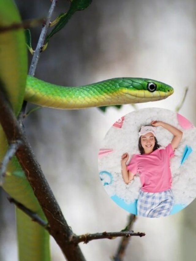 जब सपने में दिखे सांप, तो समझिए शुरू होने वाला है अच्छा समय