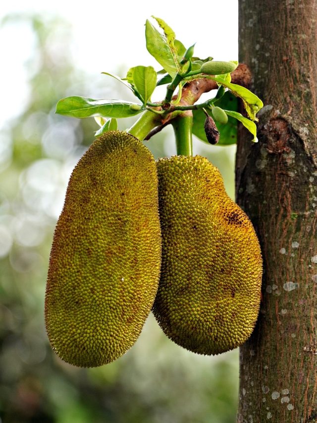 বাগান না থাকলে, টবে চাষ করুন কাঁঠাল, মন ভরে খেতে পারবেন