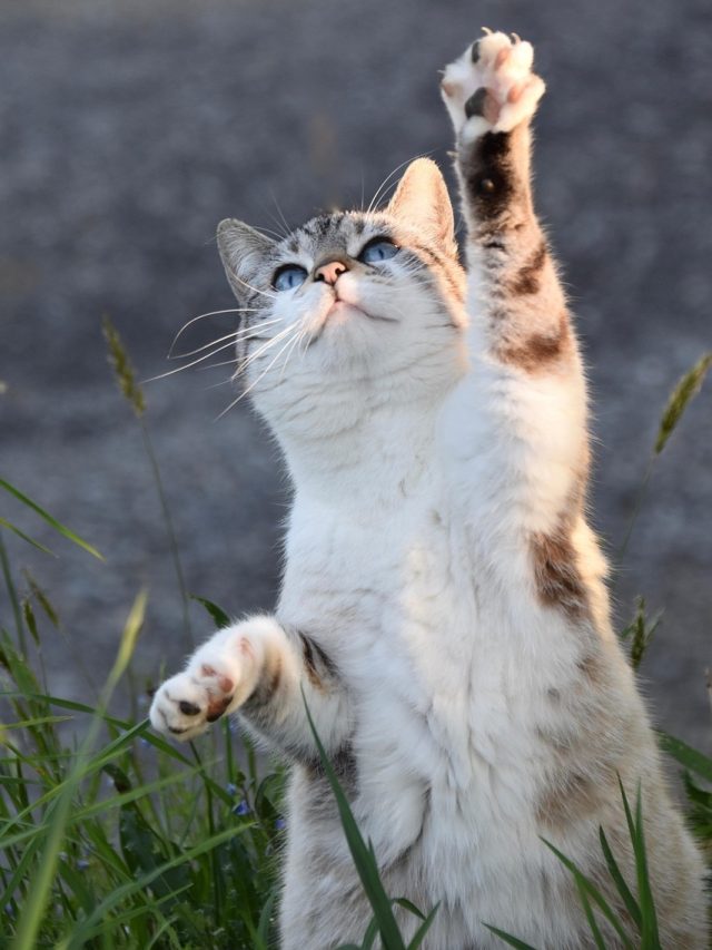 এমন ভাবে বিড়ালকে রাস্তা পেরোতে দেখা শুভ, টাকার বৃষ্টি হয় সংসারে