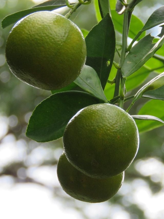 গাছে লেবু না হলে এই সারটি দিন, ফলে ভরে যাবে