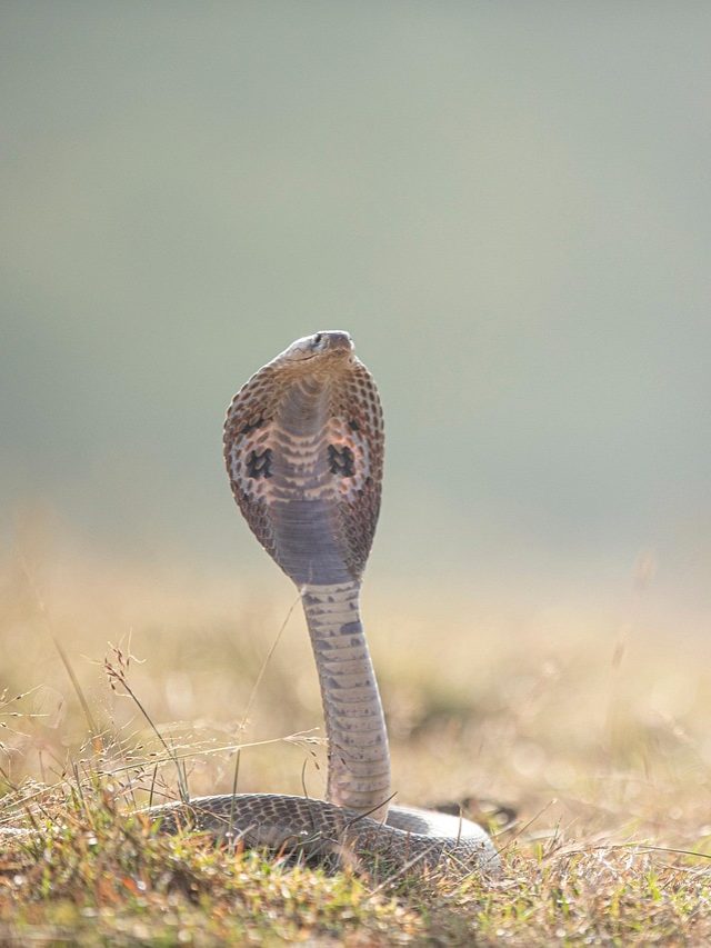 कोबरा और किंग कोबरा में क्या फर्क है? कौनसा है ज्यादा खतरनाक