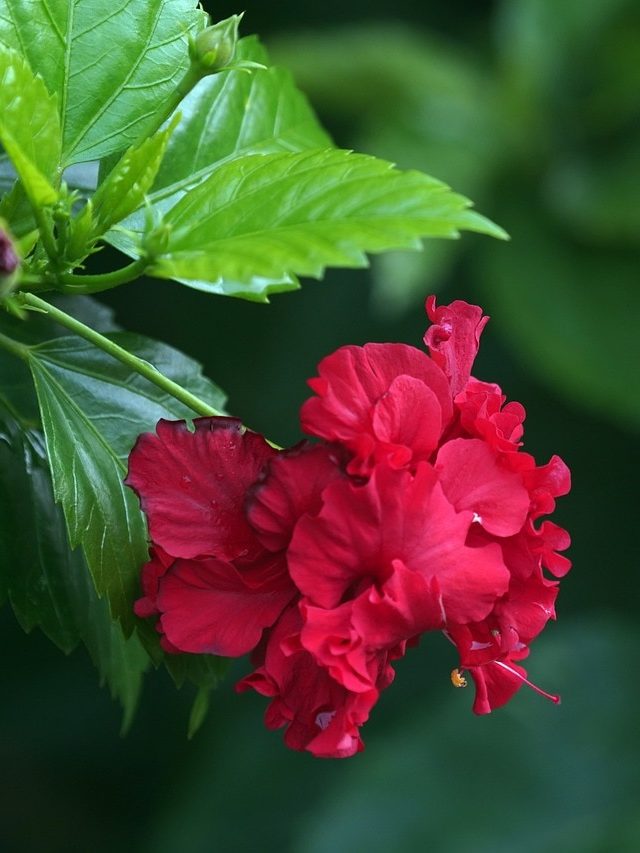 গরমেও গুচ্ছ গুচ্ছ ফুল, সবুজ পাতায় ভরবে জবা গাছ! এই সাদা জিনিস যথেষ্ট