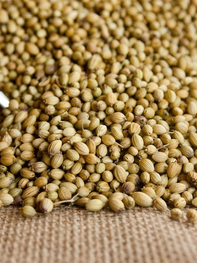 3 तरीकों से खाएं धनिया बीज, सेहत को मिलेंगे जबरदस्त फायदे