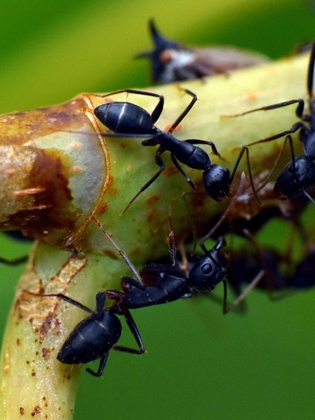 घर के गमले में लगे पौधों को तबाह कर सकती हैं चींटियां, अपनाएं ये टिप्स