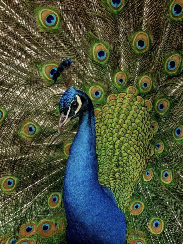 এই ৩ পাখির স্বপ্ন দেখা শুভ, টাকায় ভরবে আপনার লকার