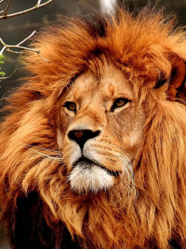 সিংহের এই ১টি গুণ রপ্ত করলেই আপনি সফল! বলেছেন চাণক্য