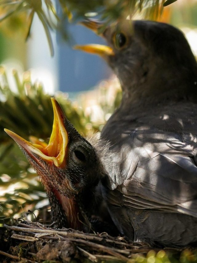 বাড়িতে এই পাখি বাসা করেছে? বড় দুর্ঘটনার ইঙ্গিত হতে পারে!