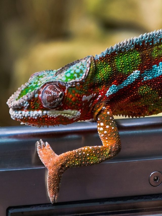 বাড়িতে গিরগিটি ঢুকলে এই ঘটনা ঘটবেই, কীসের ইঙ্গিত?