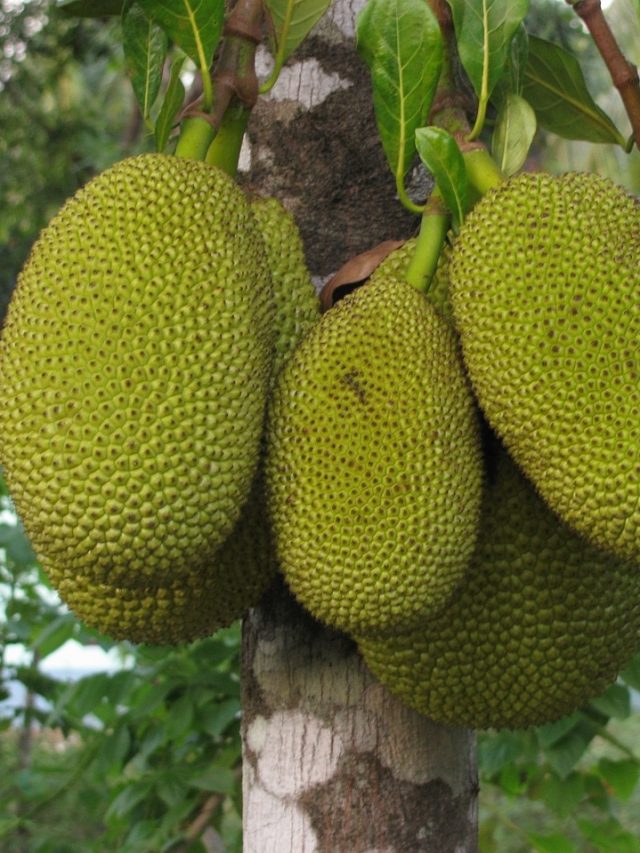 এই ৫ ব্যক্তিরা ছুঁয়েও দেখবেন না কাঁঠাল,শরীরের জন্য খারাপ