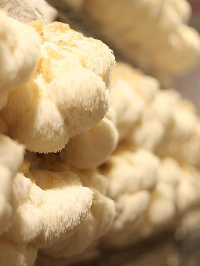 बाजार में आने वाली हैं मशरूम से बनी ईंटें? जानिए कैसे होंगी तैयार