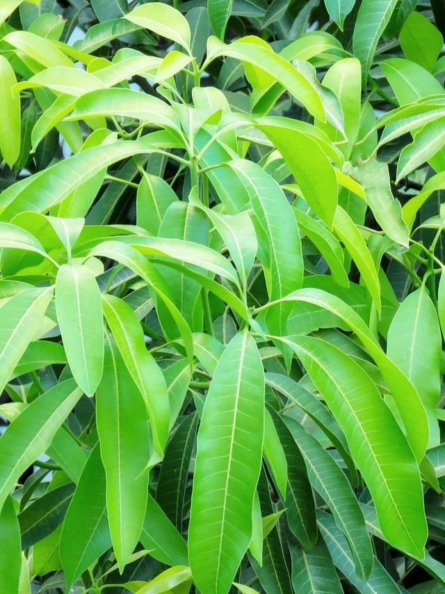 বাড়ির এখানে রাখুন আম পাতা, পূরণ হবে অপূর্ণ ইচ্ছা