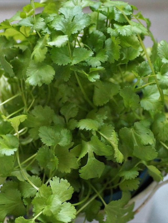 ৭ দিনেই  টবে হবে থোকা থোকা ধনেপাতা, মাটিতে মেশান এই ২ জিনিস