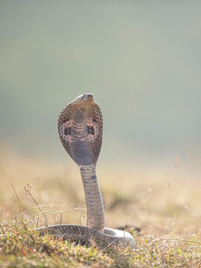 किन-किन चीजों में होता है सांप का जहर?