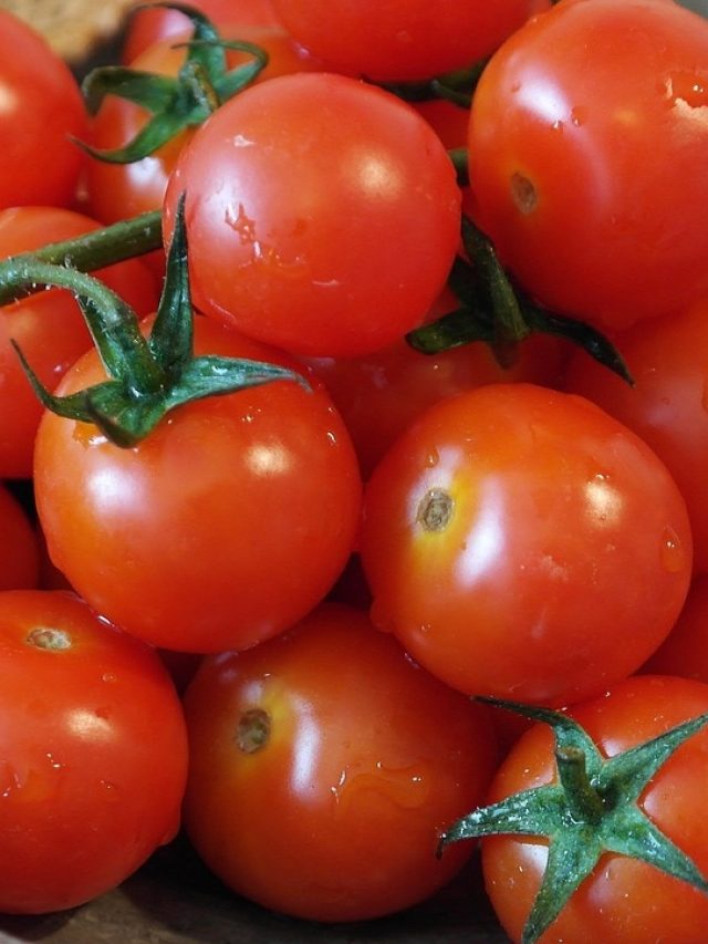 টুকটুকে লাল টমেটোতে  রাসায়নিক, কেনার সময়ে চিনে নিন ৩ লক্ষণে