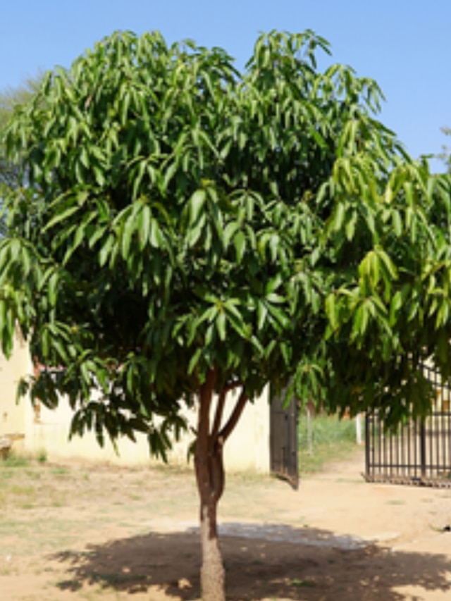 এই গাছ শুষে নেয় বাড়ির দুঃখ-কষ্ট, সুখ-সমৃদ্ধি আনে