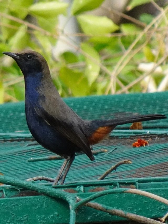 বাড়িতে এই ৫ পাখি আসা সৌভাগ্যের প্রতীক, কোটিপতি করে দেয়