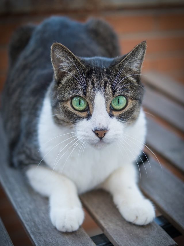 বেড়াল আঁচড়ে-কামড়ে দিলে প্রথমেই কী করবেন?  ৬ জরুরি বিষয়