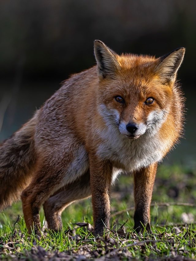 সব কাজে সাফল্য নিশ্চিত, শিয়ালের থেকে শিখুন এই ৫ গুণ