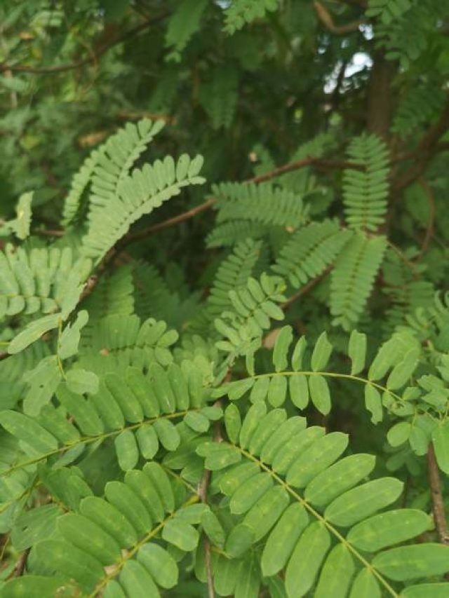 রোজ তেঁতুল পাতা এভাবে খান, বাপ বাপ বলে কমবে সুগার