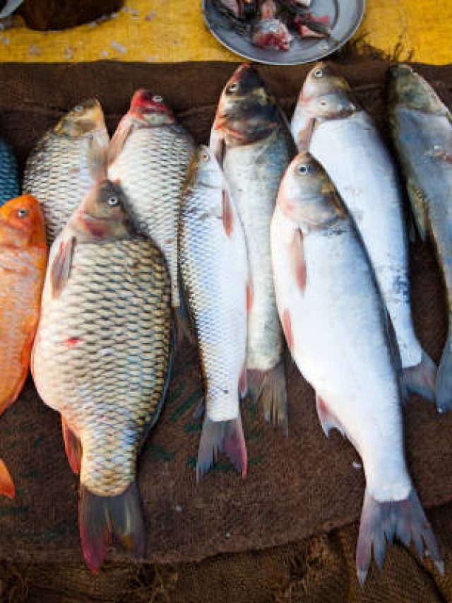 এই ৪ মাছ খাওয়া আর বিষ খাওয়া একই জিনিস, কেন বন্ধ করুন