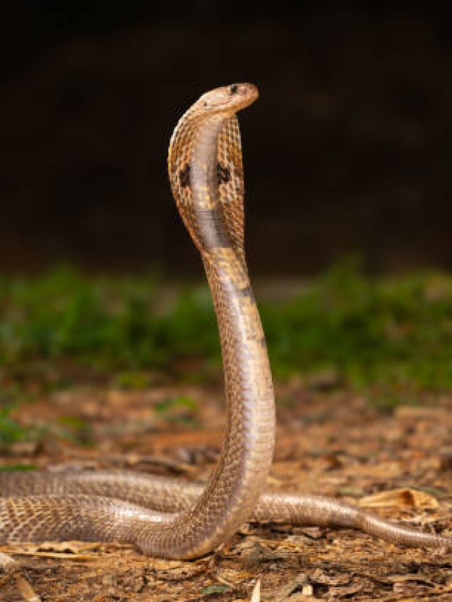 লাগবে ১০০ গ্রাম খোল, তাতেই ঘর থেকে বাপ বাপ বলে পালাবে সাপ