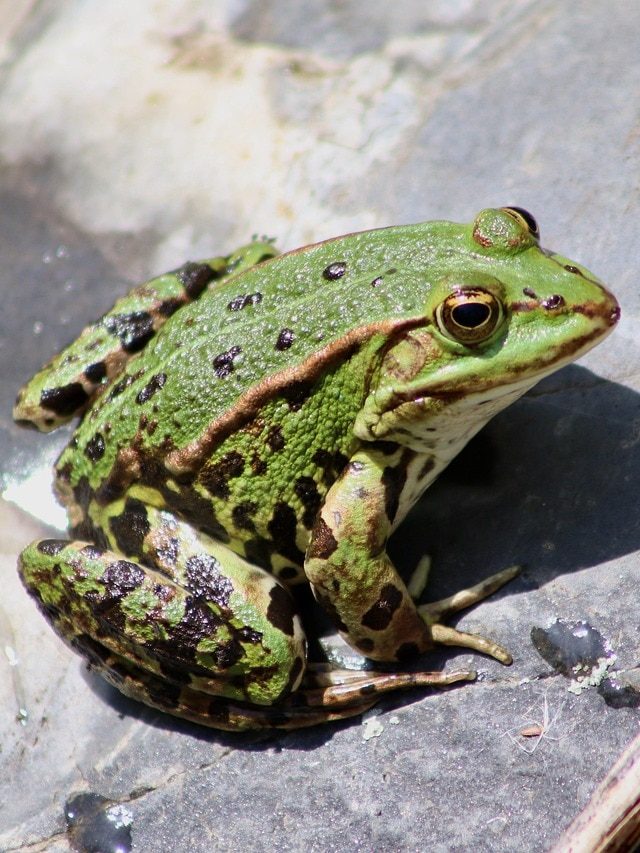 ব্যাঙ দেখে ফেলা কীসের ইঙ্গিত জানেন? অবাক করে দেবে