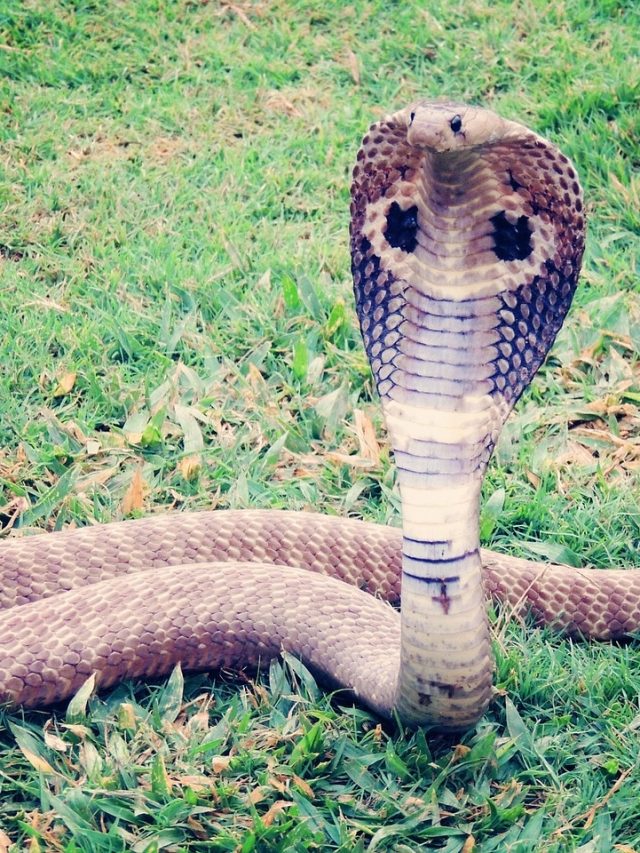 সাপ  কি মানুষ চিনতে পারে? অনেক  শিক্ষিতরাও সঠিকটা জানেন না