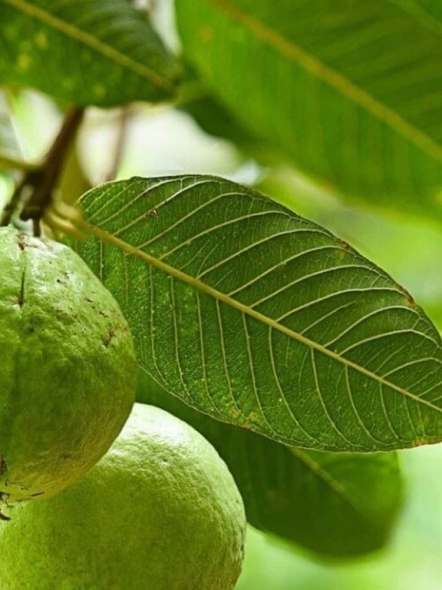 गर्मी या बरसात में कैसे उगाएं बेस्ट क्वालिटी अमरूद? जानिए खास टिप्स