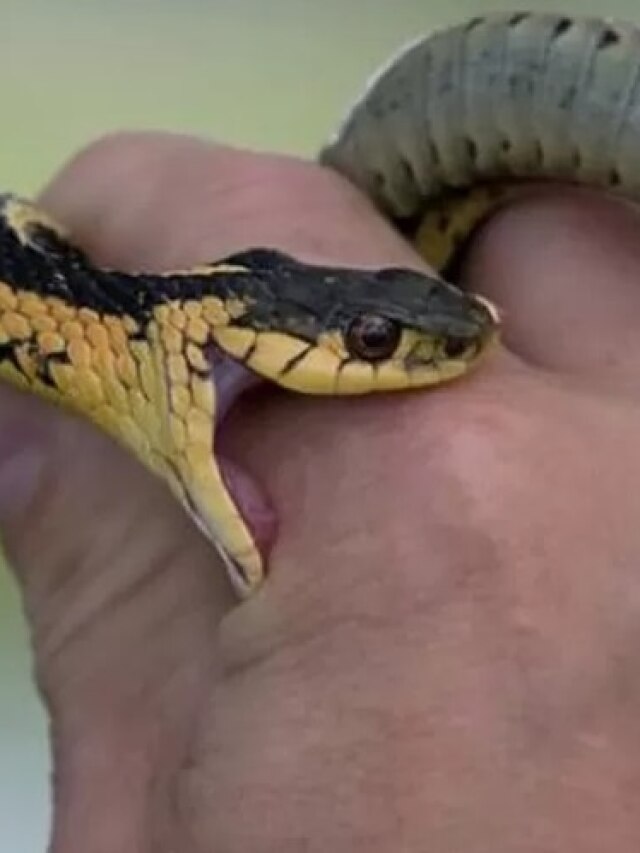 সাপে কামড়ালে এই খাবার খাইয়ে দিন, ছড়াবে না বিষ, সাপুড়ের টোটকা