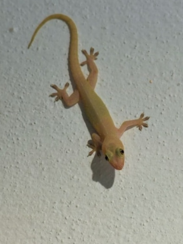 গায়ের ওপর টিকটিকি পড়েছে, কীসের ইঙ্গিত বলুন তো?