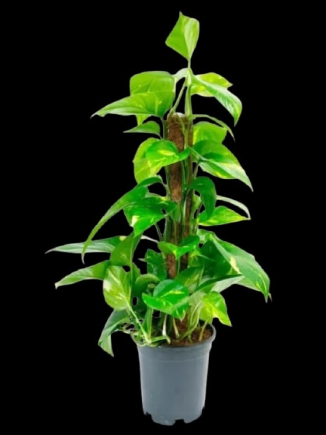 এদিক-সেদিক নয়, বাড়ির ঠিক এখানে মানি প্ল্যান্ট রাখলেই টাকার বৃষ্টি