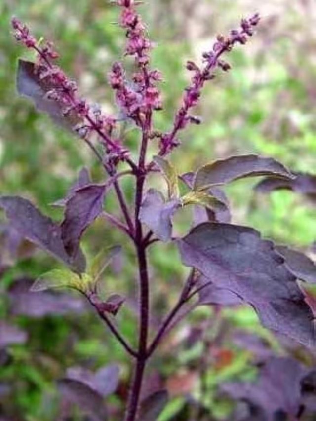 তুলসী গাছ কালো হওয়া কি অশুভ ইঙ্গিত? জেনে নিন