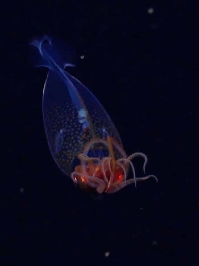 'Glasslike predator found': South Atlantic mission captures living sea legend