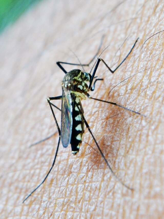 गर्मियों में मच्छरों से हैं परेशान? कॉइल और स्प्रे से ज्यादा असरदार हैं ये घरेलू उपाय